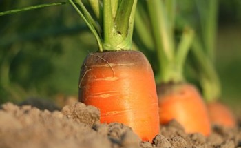 É verdade que comer cenouras pode melhorar a visão? Sim, mas…
