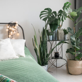 Dormir com plantas no quarto faz mal porque  “roubam” o oxigénio? É apenas um mito￼