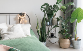 Dormir com plantas no quarto faz mal porque  “roubam” o oxigénio? É apenas um mito￼
