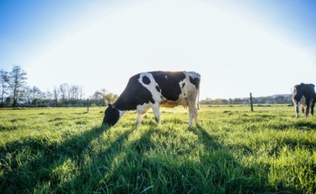 Leite de vaca é prejudicial à saúde? Não há evidência científica