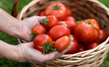 Quem tem ansiedade deve evitar comer tomate, beringela, batata e pimento?