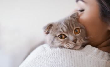 Imunodeficiência felina. A “SIDA dos gatos” é transmissível aos humanos?
