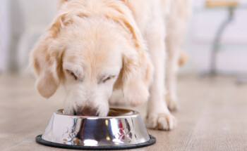 Do chocolate à uva. Que alimentos podem ser tóxicos para os cães?