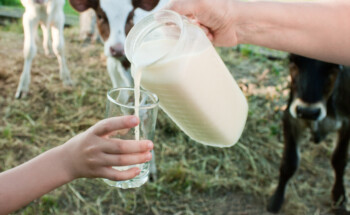 Beber leite cru “diretamente da vaca” é seguro?
