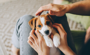 Cães podem ser alérgicos a humanos? Quais as alergias mais comuns nos animais de estimação?