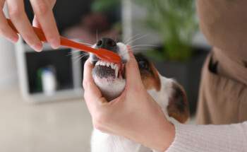Snacks dentários para cães substituem escovagem?
