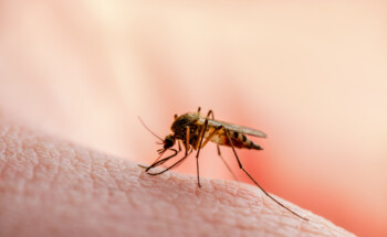 Mosquitos picam mais as pessoas com “sangue doce”?