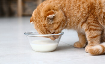 Os gatos não devem beber leite de vaca?