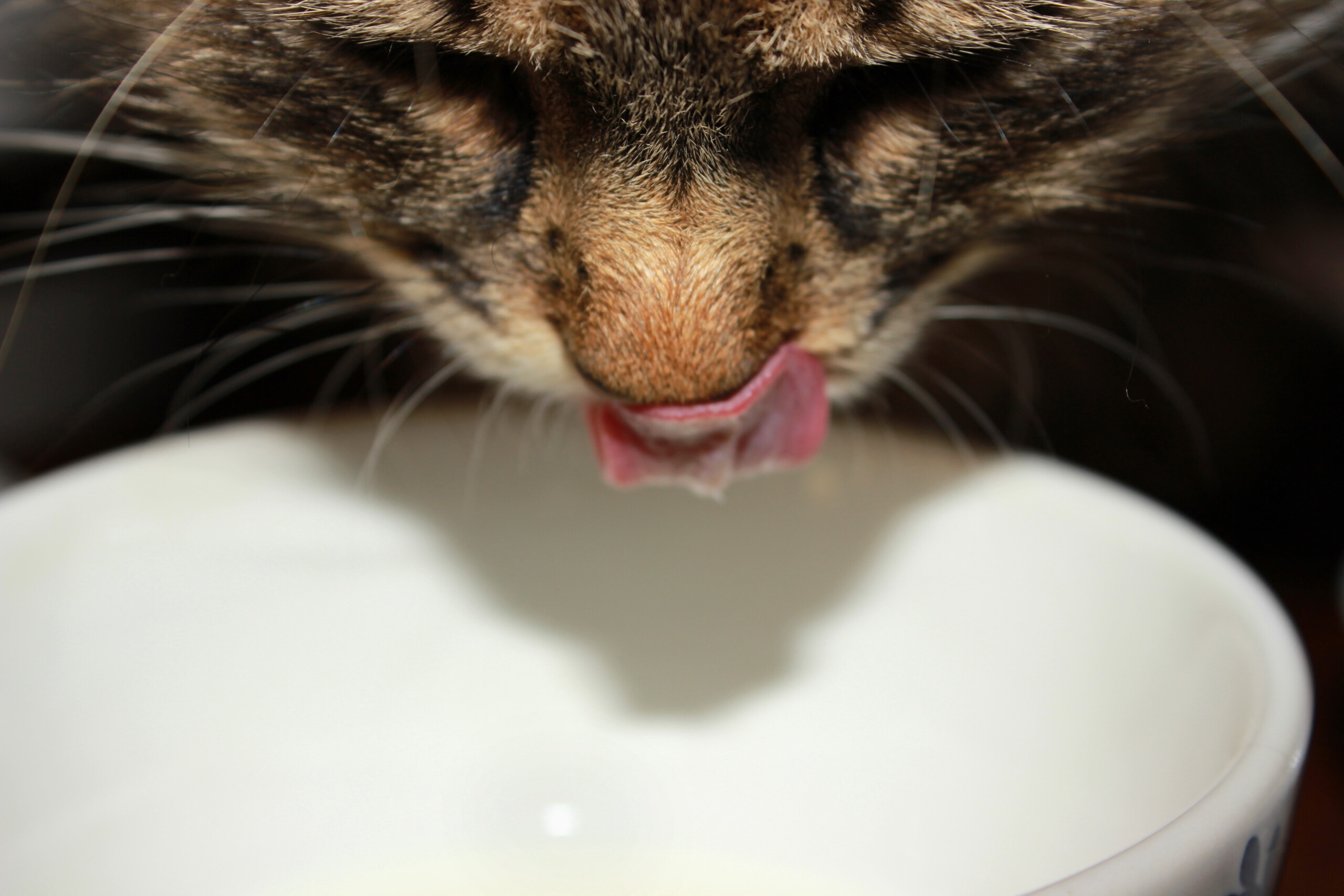 Os gatos não devem beber leite de vaca