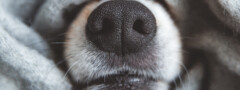 “Nariz quente, cão doente”? É verdade o que diz a sabedoria popular?