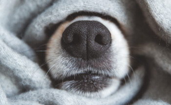 “Nariz quente, cão doente”? É verdade o que diz a sabedoria popular?