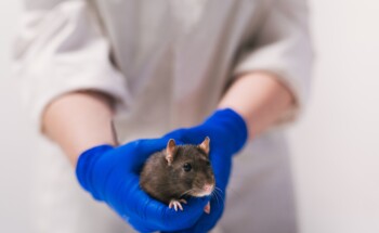 Estudos em ratos não chegam para validar um tratamento. Porquê? 