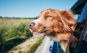 Vai viajar com o seu cão ou gato? Como transportar e cuidados a ter