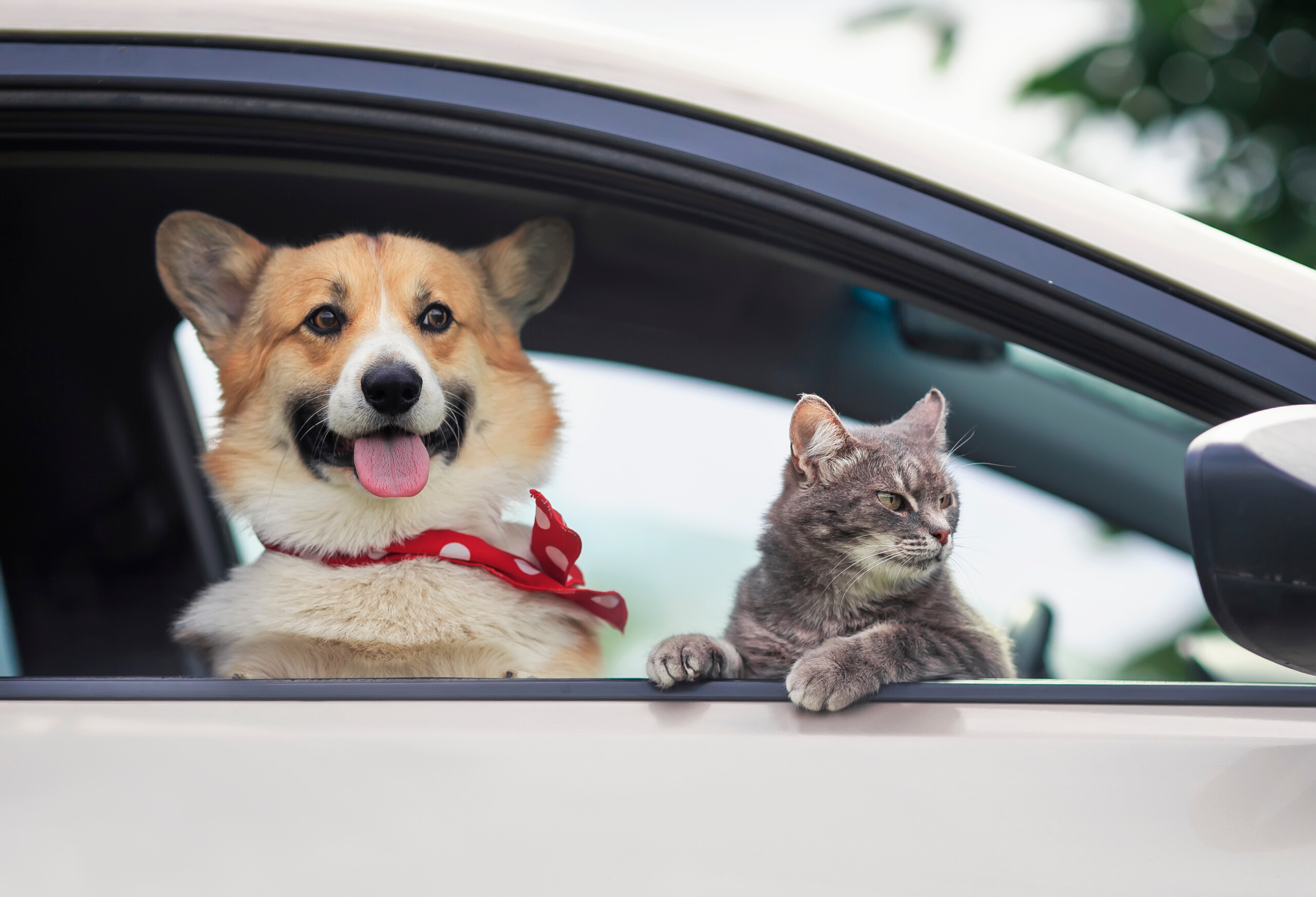 viajar cão gato animal como transportar cuidados