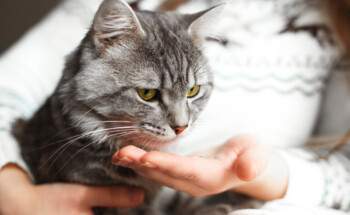 Paracetamol pode ser fatal para os gatos?