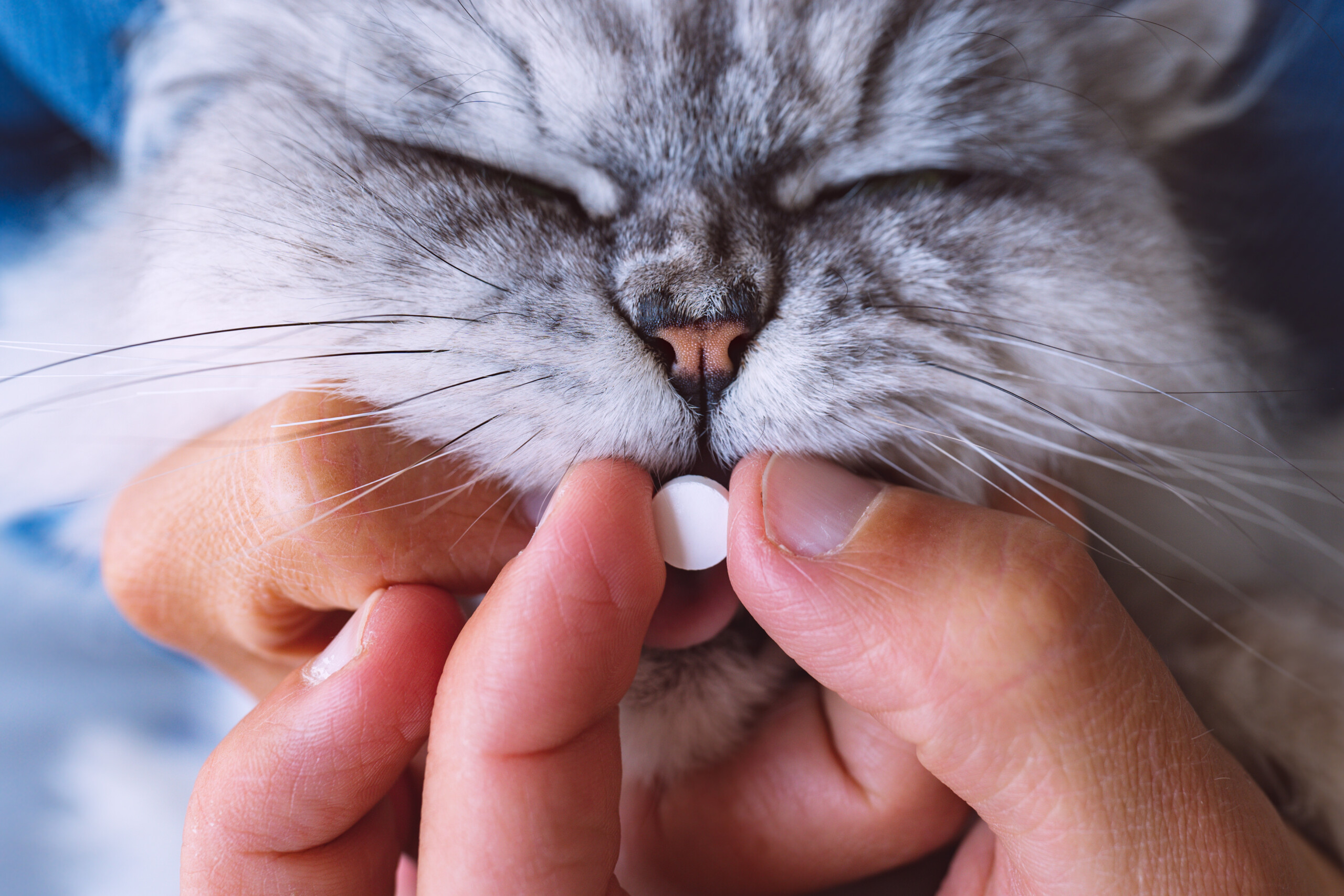 paracetamol fatal para gatos